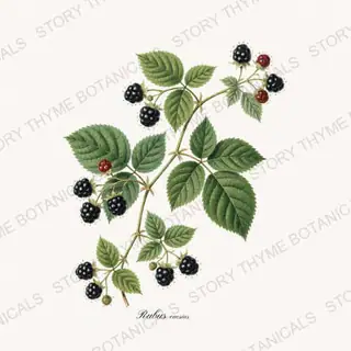 Dewberry — vintage botanical Berry Plants print on a white background