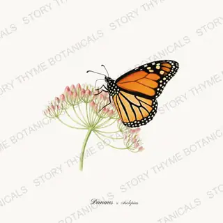 Monarch Milkweed — vintage botanical Butterflies & Blooms print on a white background