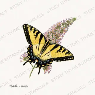Swallowtail Buddleja — vintage botanical Butterflies & Blooms print on a white background