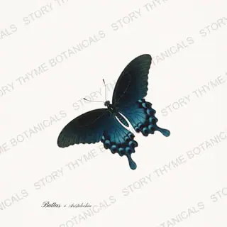 Pipevine Swallowtail — vintage botanical Butterflies & Blooms print on a white background