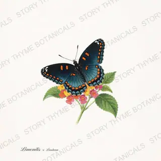 Redspotted Lantana — vintage botanical Butterflies & Blooms print on a white background