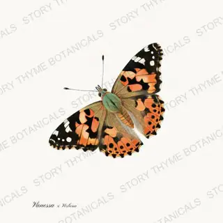 Paintedlady Verbena — vintage botanical Butterflies & Blooms print on a white background