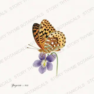 Fritillary Viola — vintage botanical Butterflies & Blooms print on a white background