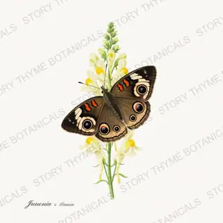 Buckeye Linaria — vintage botanical Butterflies & Blooms print on a white background