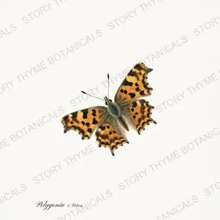 Comma Nettle — vintage botanical Butterflies & Blooms print on a white background
