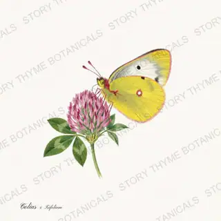 Sulphur Clover — vintage botanical Butterflies & Blooms print on a white background