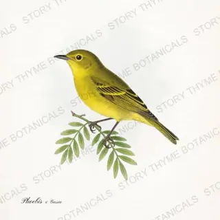 Sulphur Cassia — vintage botanical Butterflies & Blooms print on a white background