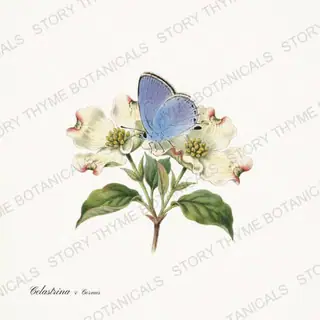 Azure Dogwood — vintage botanical Butterflies & Blooms print on a white background