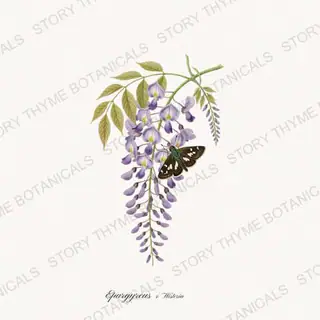 Skipper Wisteria — vintage botanical Butterflies & Blooms print on a white background