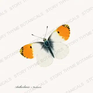 Orangetip Cardamine — vintage botanical Butterflies & Blooms print on a white background