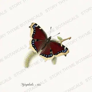 Mourningcloak Willow — vintage botanical Butterflies & Blooms print on a white background