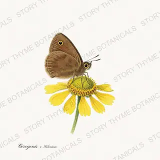Woodnymph Helenium — vintage botanical Butterflies & Blooms print on a white background