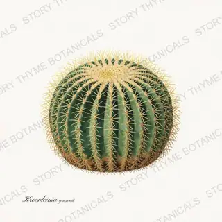 Golden Barrel — vintage botanical Cacti Vol. 2 print on a white background