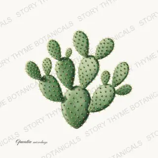 Bunny Ear — vintage botanical Cacti Vol. 2 print on a white background