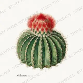 Turks Cap — vintage botanical Cacti Vol. 2 print on a white background