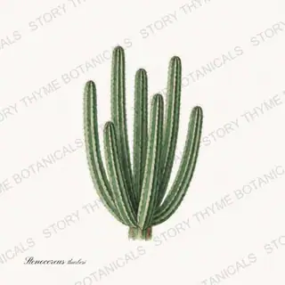 Organ Pipe — vintage botanical Cacti Vol. 2 print on a white background