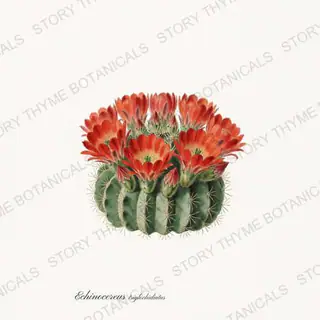 Claret Cup — vintage botanical Cacti Vol. 2 print on a white background