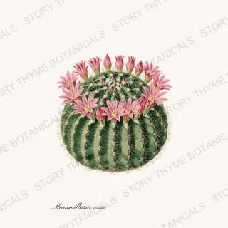 Pincushion Cactus — vintage botanical Cacti Vol. 2 print on a white background