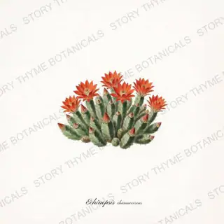 Peanut Cactus — vintage botanical Cacti Vol. 2 print on a white background