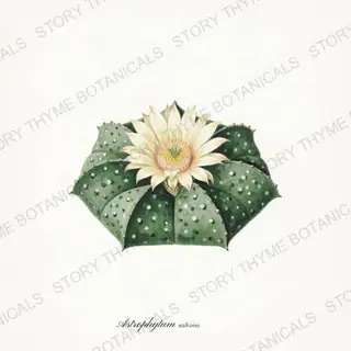Star Cactus — vintage botanical Cacti Vol. 2 print on a white background