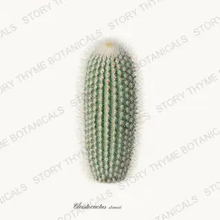 Silver Torch — vintage botanical Cacti Vol. 2 print on a white background