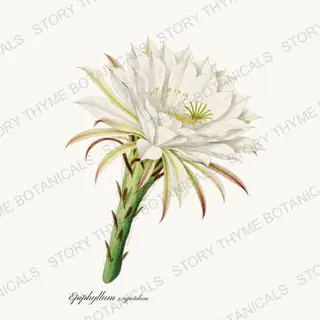 Queen of the Night — vintage botanical Cacti Vol. 2 print on a white background