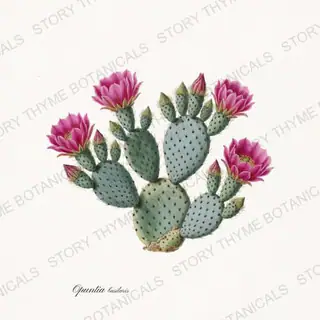 Beavertail — vintage botanical Cacti Vol. 2 print on a white background