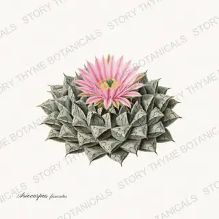 Living Rock — vintage botanical Cacti Vol. 2 print on a white background