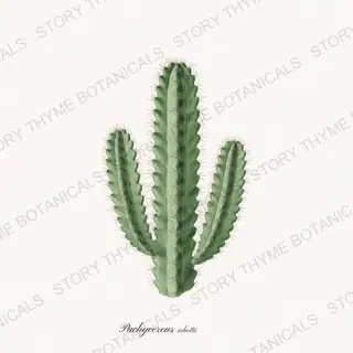 Totem Pole — vintage botanical Cacti Vol. 2 print on a white background