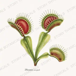 Venus Flytrap — vintage botanical Carnivorous Plants print on a white background
