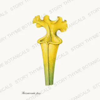 Yellow Pitcher — vintage botanical Carnivorous Plants print on a white background