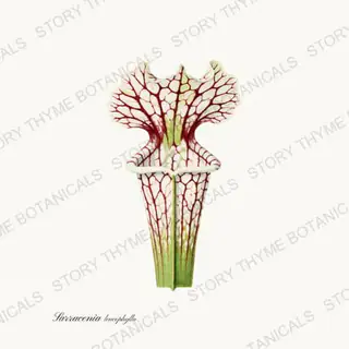 White Pitcher — vintage botanical Carnivorous Plants print on a white background
