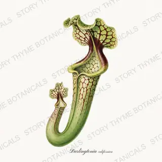 Cobra Lily — vintage botanical Carnivorous Plants print on a white background