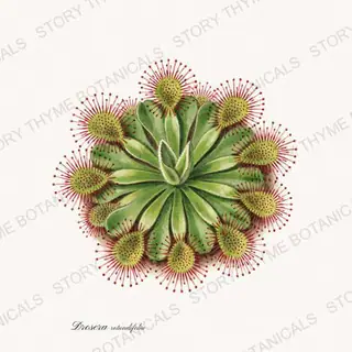 Sundew — vintage botanical Carnivorous Plants print on a white background