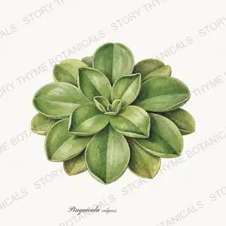 Butterwort — vintage botanical Carnivorous Plants print on a white background