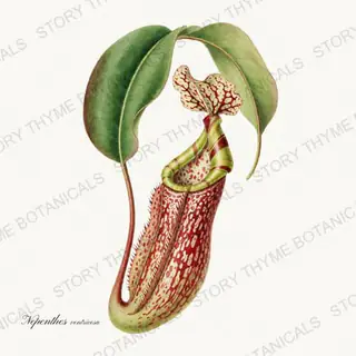 Nepenthes — vintage botanical Carnivorous Plants print on a white background
