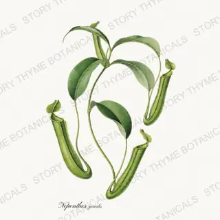 Slender Nepenthes — vintage botanical Carnivorous Plants print on a white background