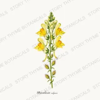 Bladderwort — vintage botanical Carnivorous Plants print on a white background