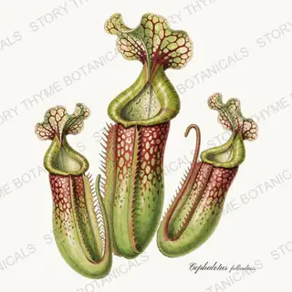 Cephalotus — vintage botanical Carnivorous Plants print on a white background