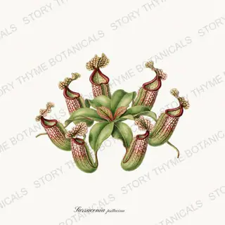Parrot Pitcher — vintage botanical Carnivorous Plants print on a white background