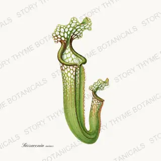 Hooded Pitcher — vintage botanical Carnivorous Plants print on a white background