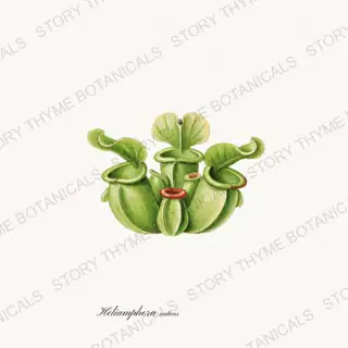 Sun Pitcher — vintage botanical Carnivorous Plants print on a white background