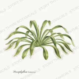 Dewy Pine — vintage botanical Carnivorous Plants print on a white background