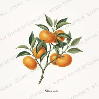 Satsuma — vintage botanical Citrus Grove print on a white background