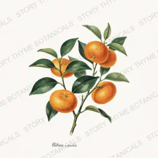 Mandarin — vintage botanical Citrus Grove print on a white background