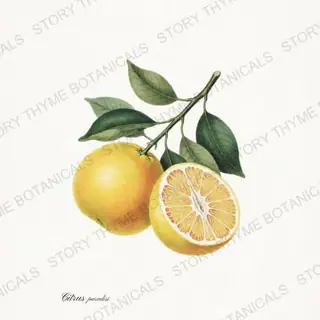 Grapefruit — vintage botanical Citrus Grove print on a white background