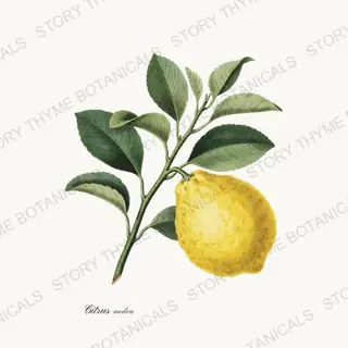 Citron — vintage botanical Citrus Grove print on a white background