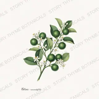 Key Lime — vintage botanical Citrus Grove print on a white background