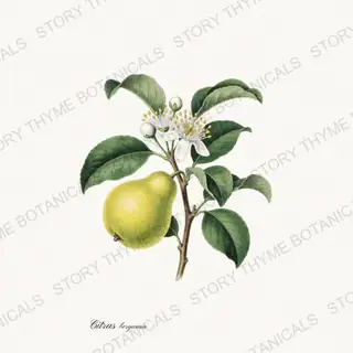 Bergamot — vintage botanical Citrus Grove print on a white background