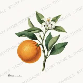 Seville Orange — vintage botanical Citrus Grove print on a white background
